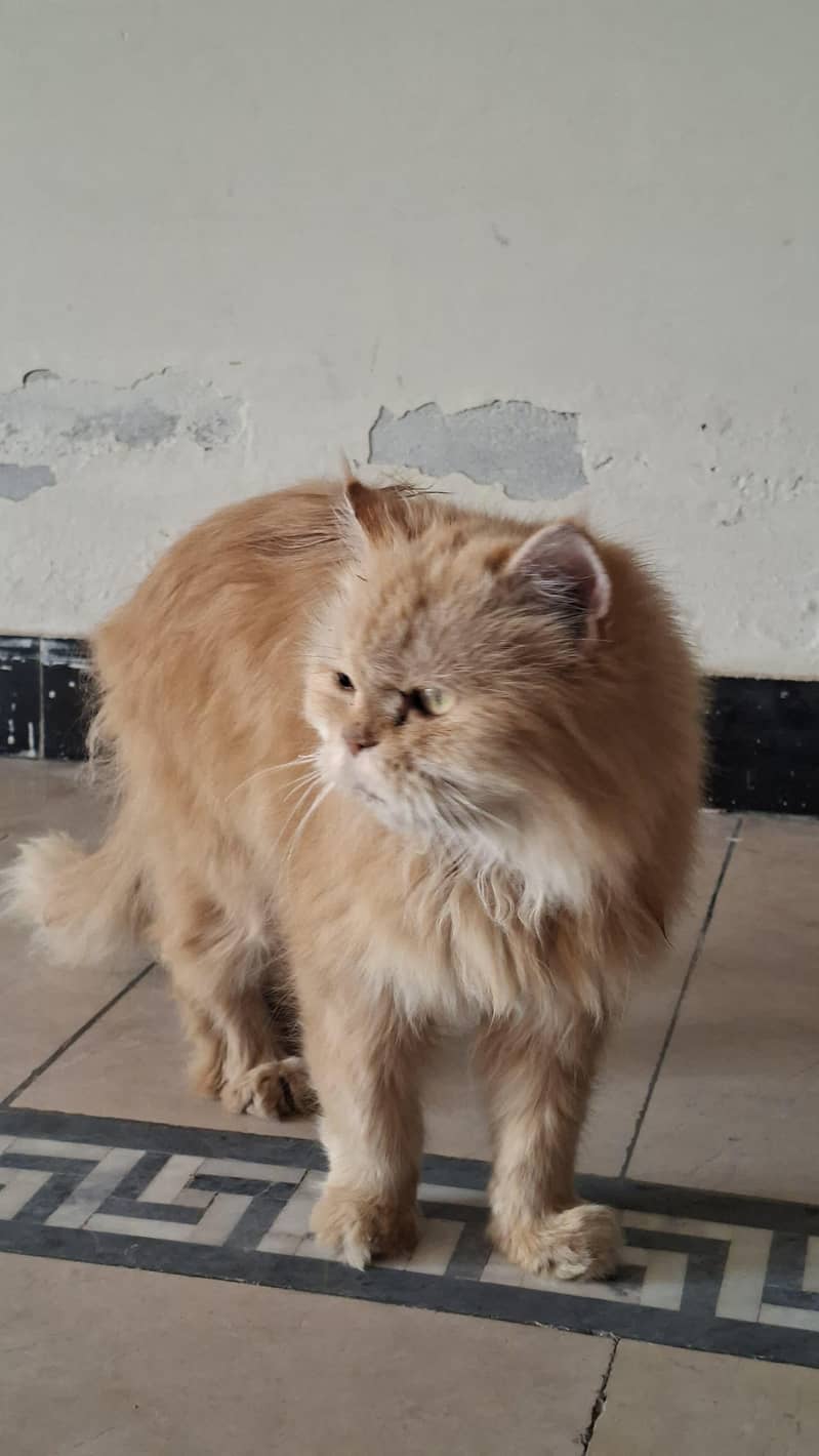 cat Persian 3