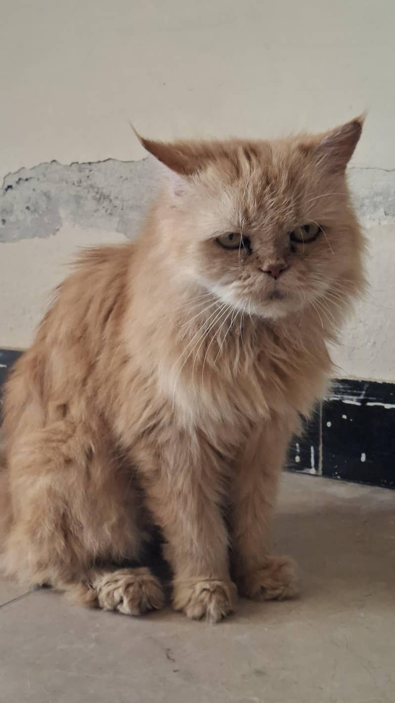 cat Persian 4