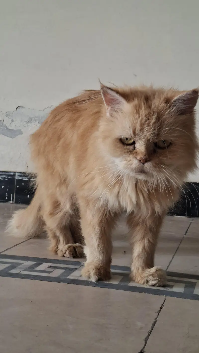 cat Persian — photo 6
