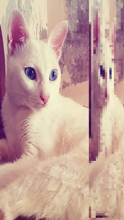 Selling Cat
