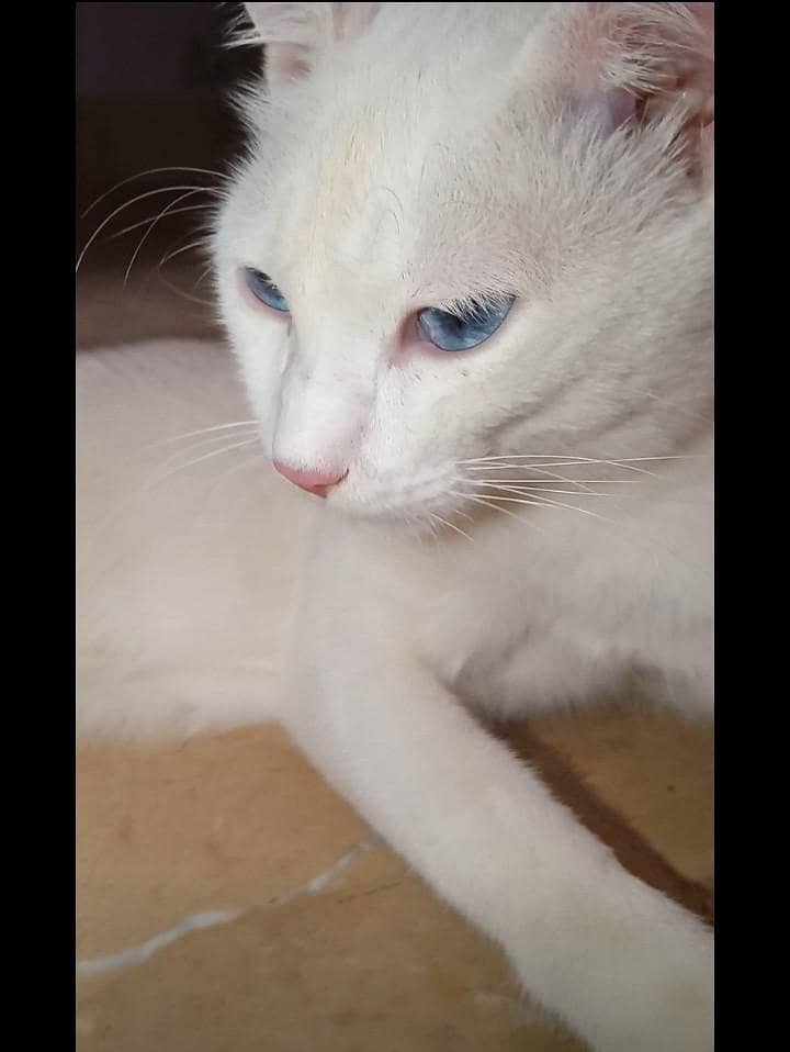 Selling Cat 1