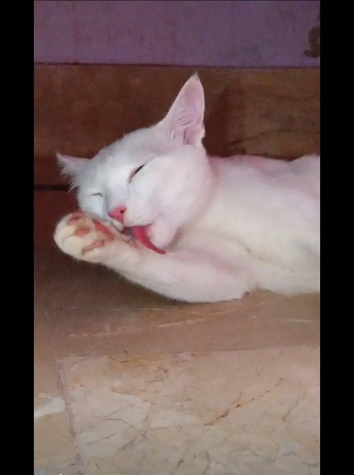 Selling Cat — photo 3