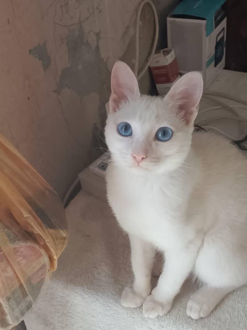 Selling Cat 3