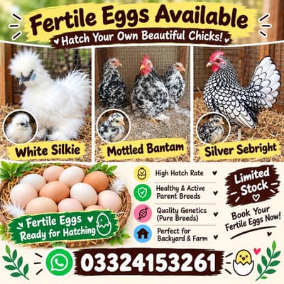 Fancy Hens Fertile eggs 03324153261