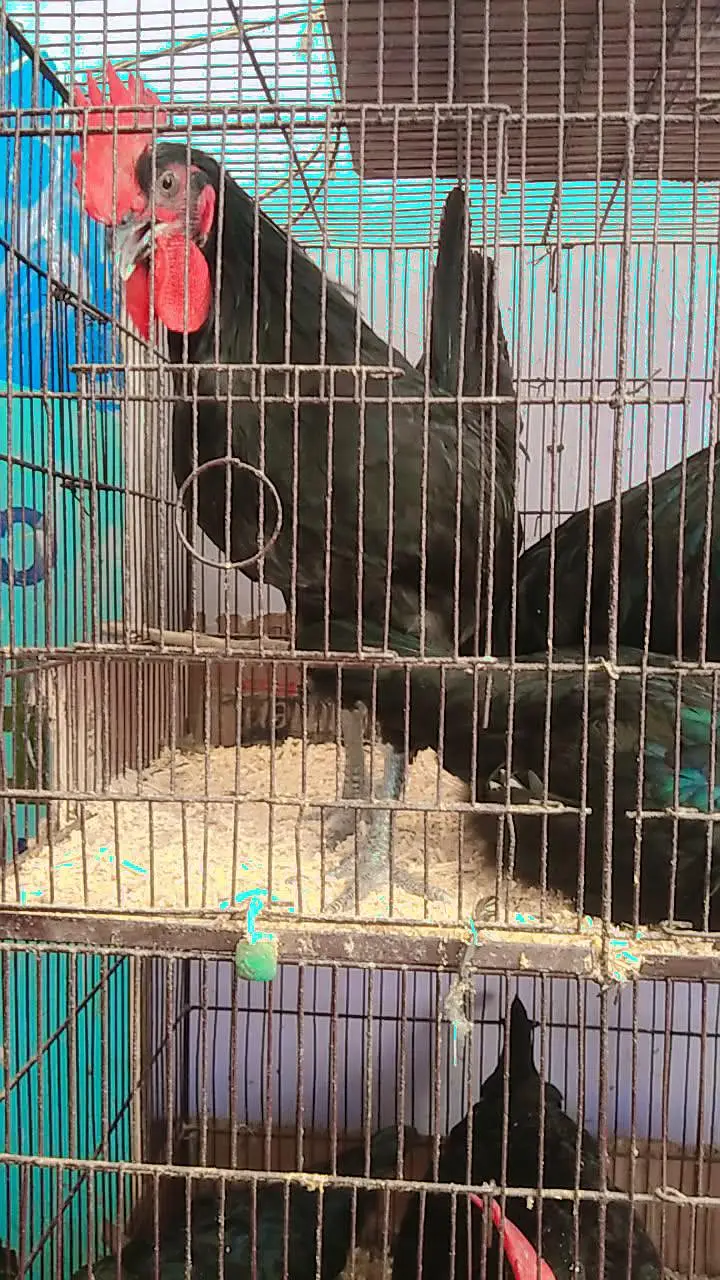 pure black australorp breeder rooster for sale — photo 2