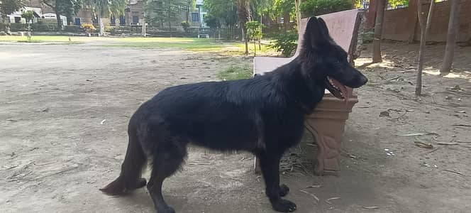 black gsd female