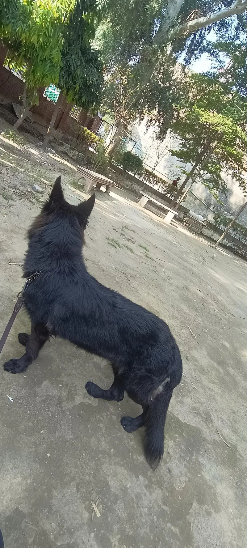 black gsd female — photo 2