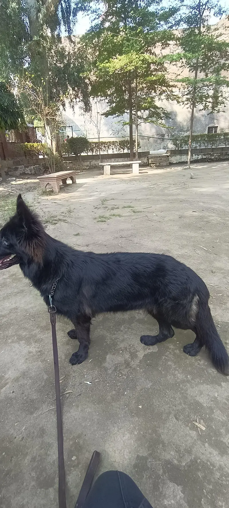 black gsd female — photo 3