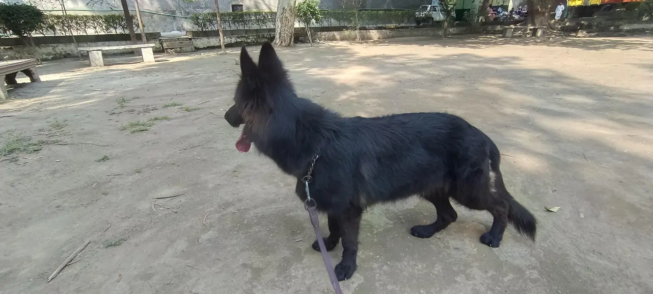 black gsd female — photo 4