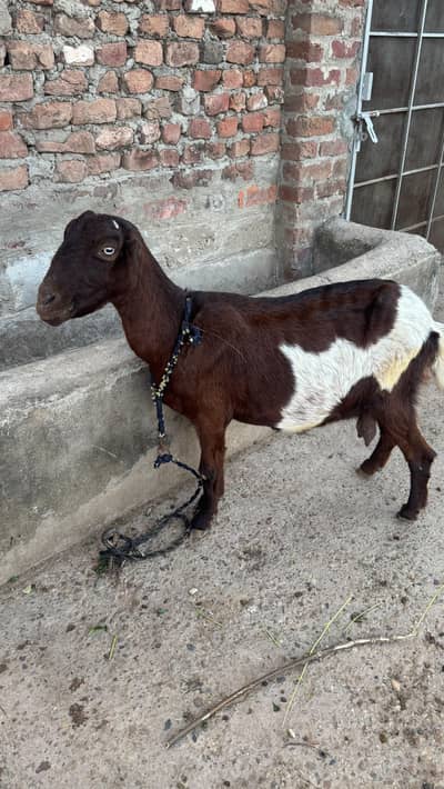 female goat