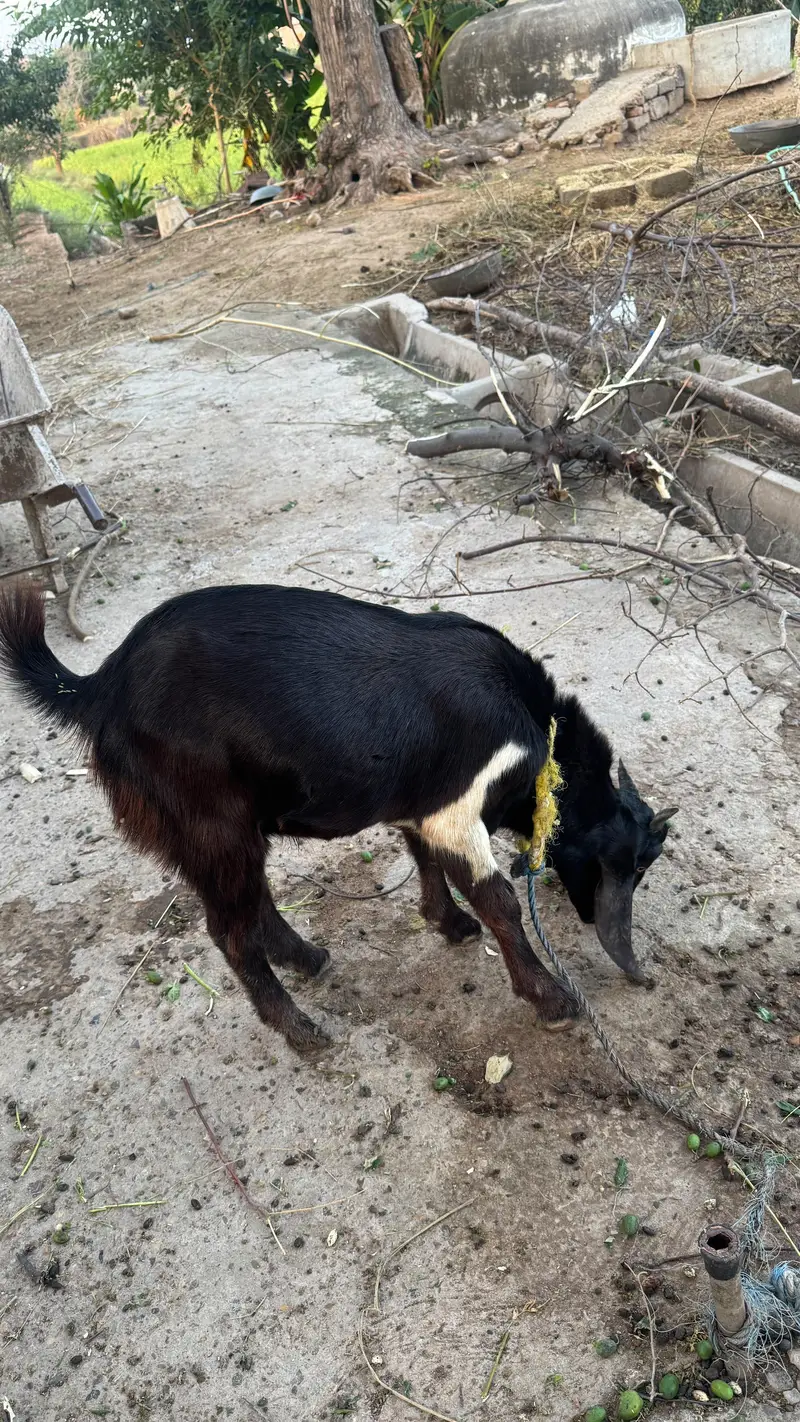 female goat — photo 2