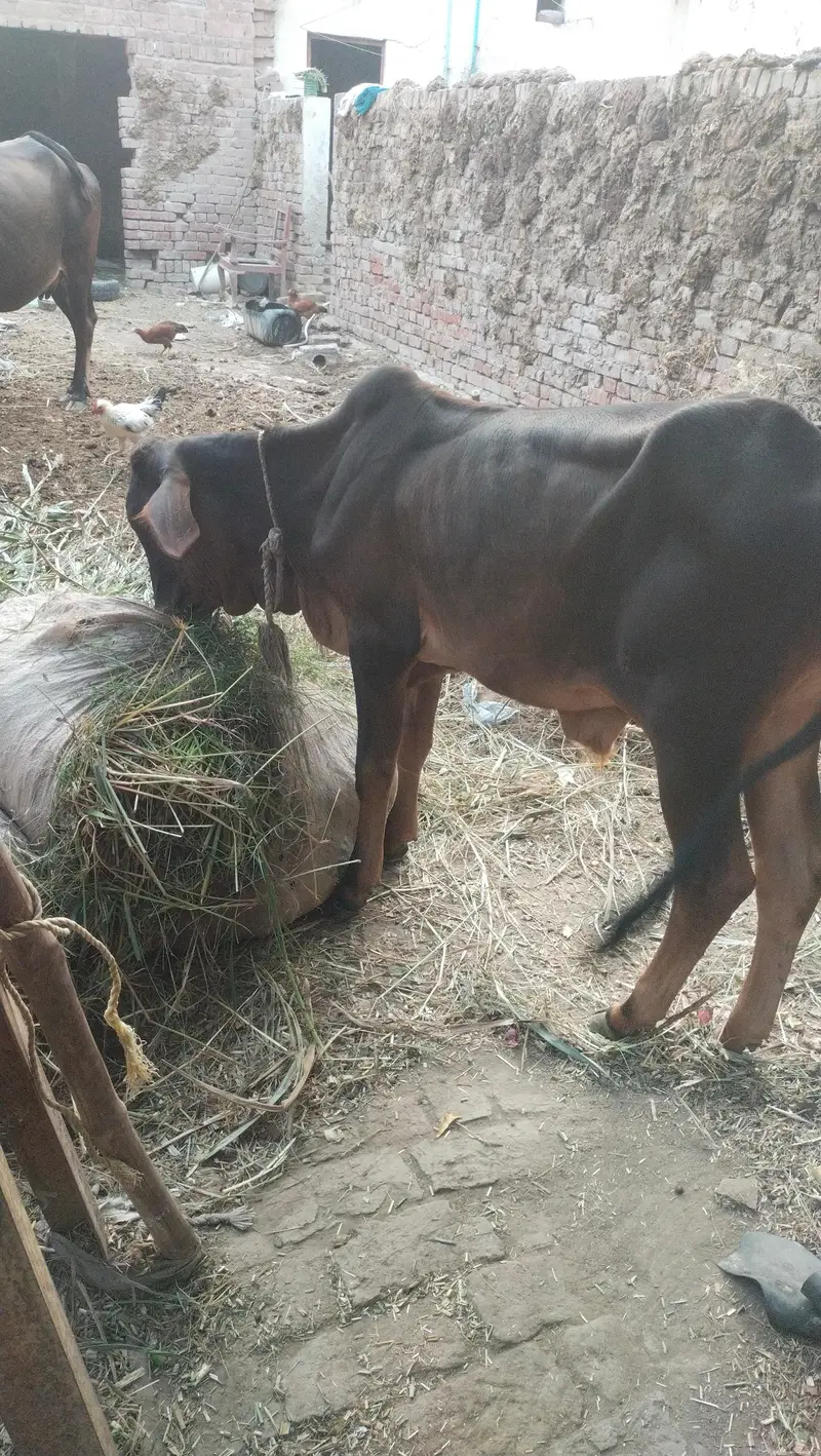 Bachra And Bachri — photo 3
