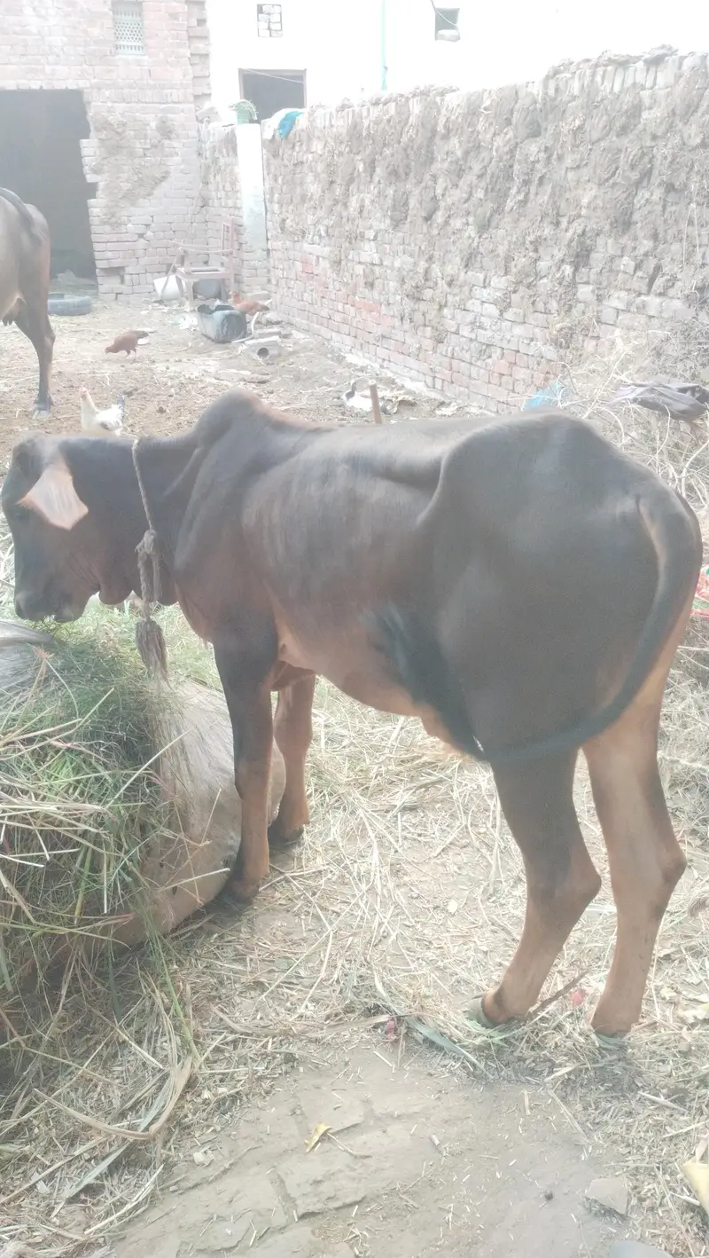 Bachra And Bachri — photo 4