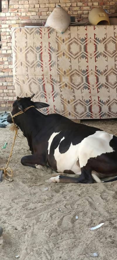 ak ka 2 wara tayar ha bacha dany k lia ak abi phlan bachri ha