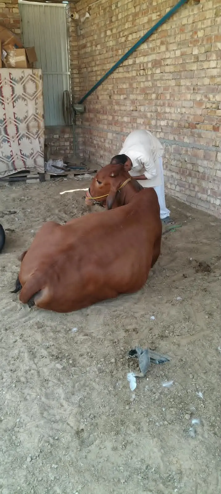 ak ka 2 wara tayar ha bacha dany k lia ak abi phlan bachri ha — photo 2