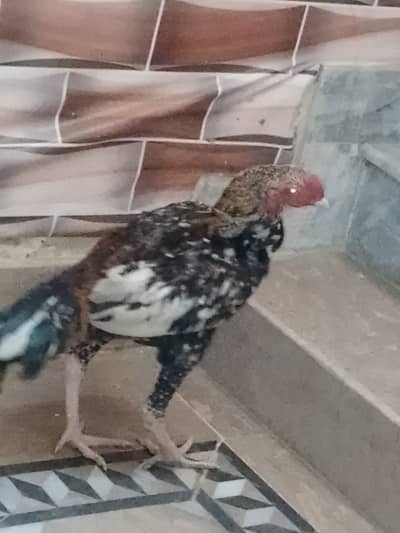 Aseel murgh