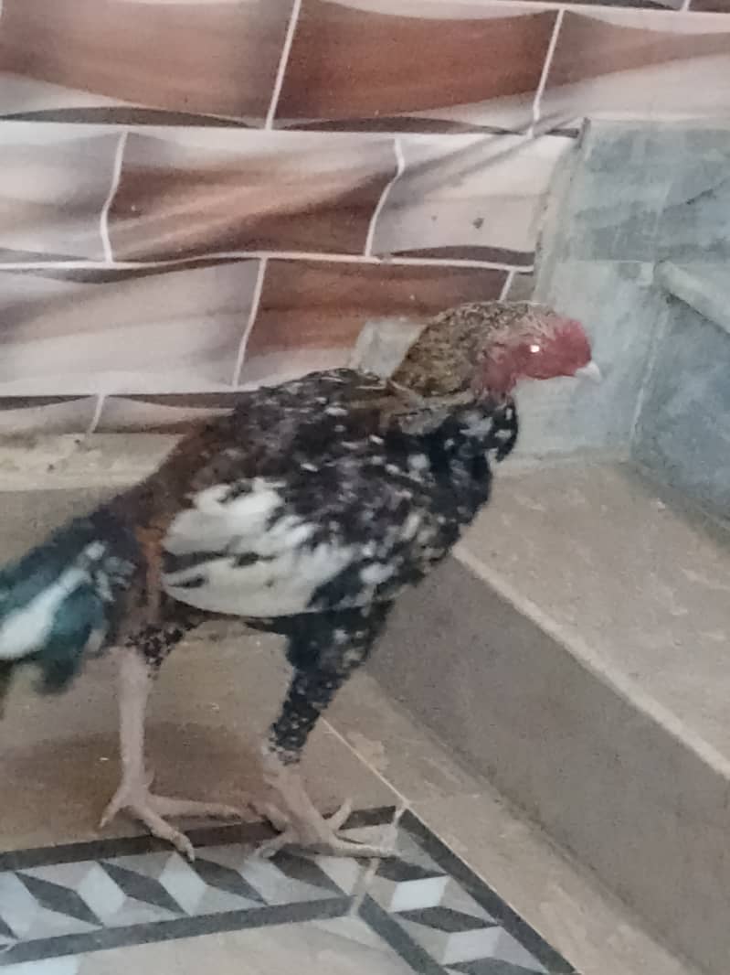 Aseel murgh 0
