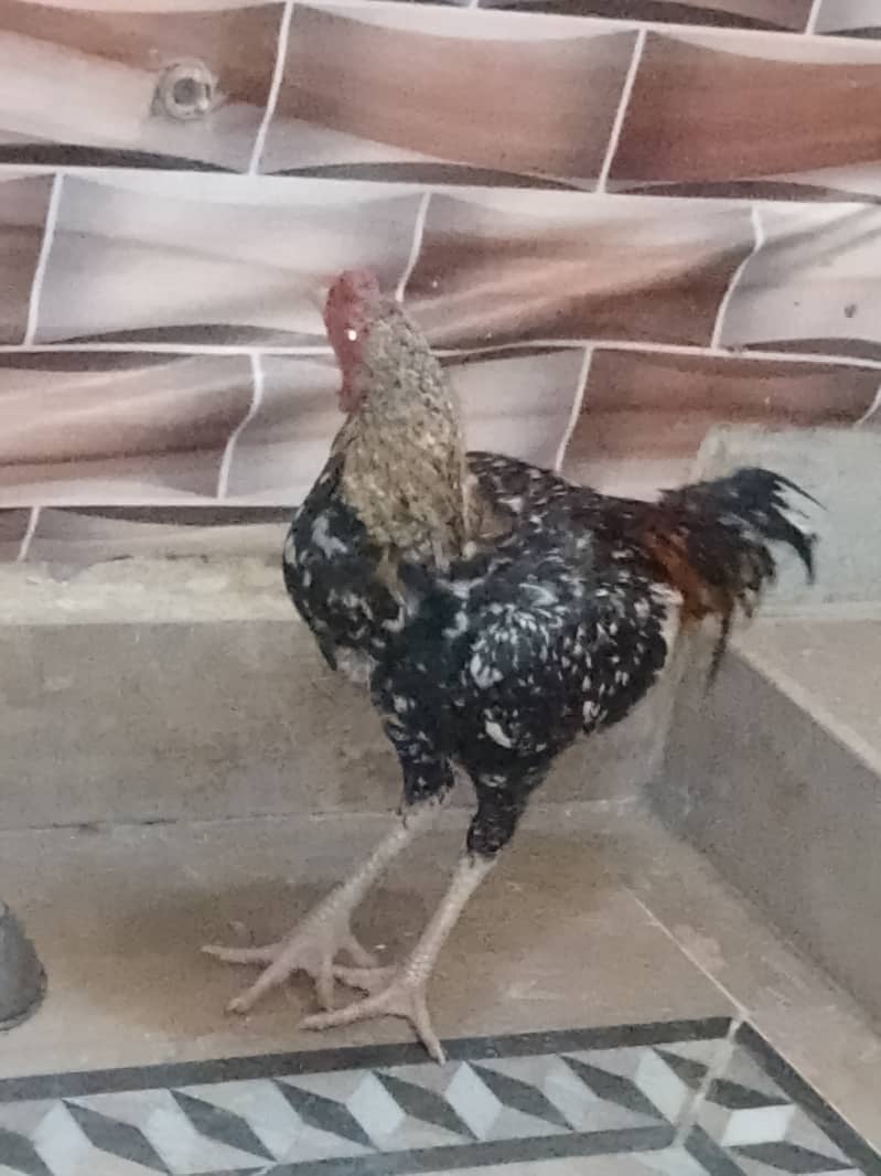 Aseel murgh 1