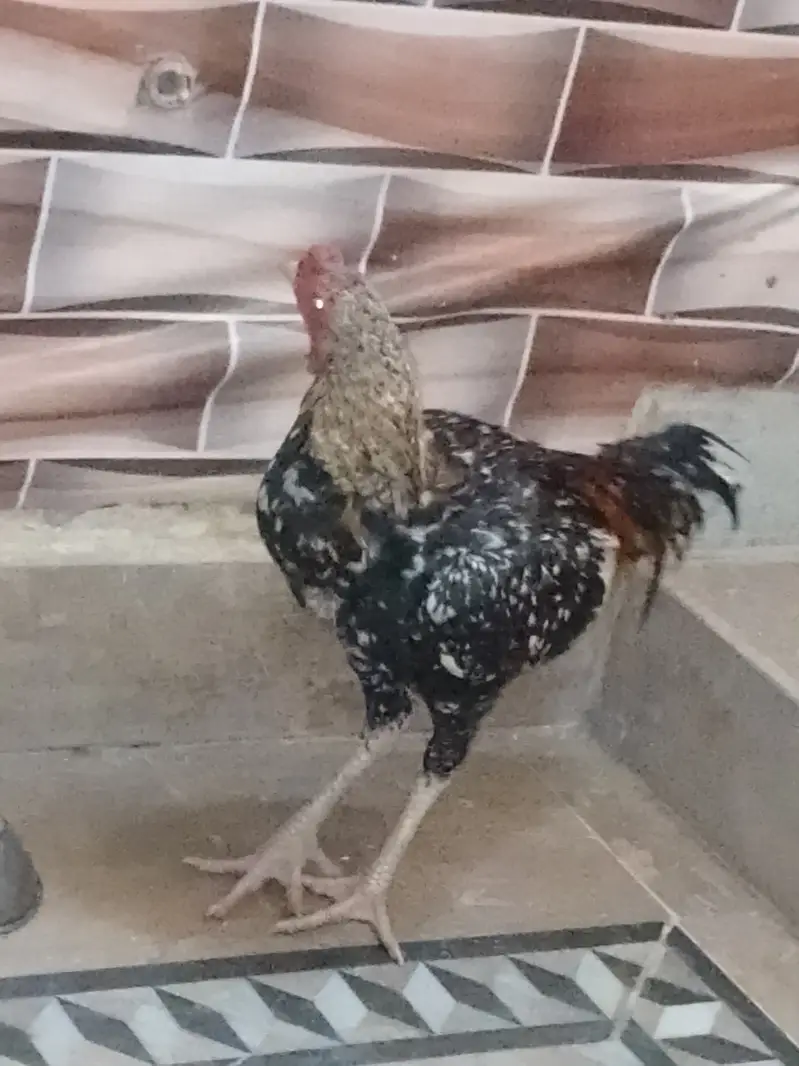 Aseel murgh — photo 2