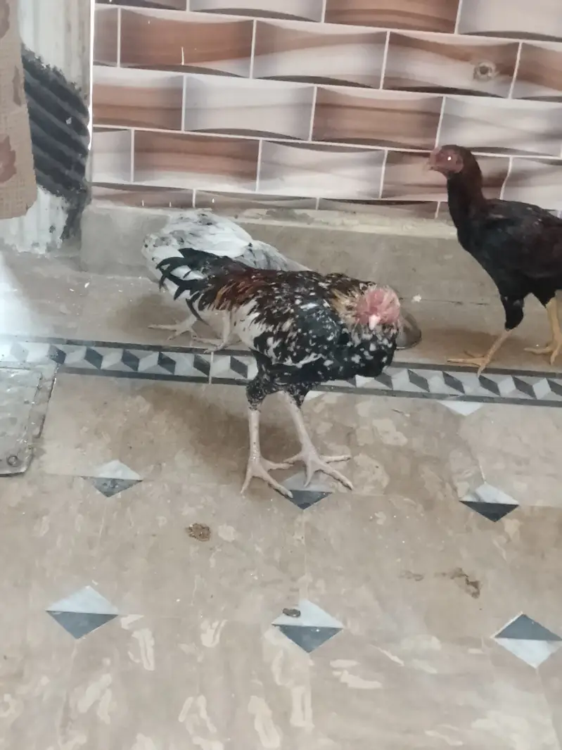 Aseel murgh — photo 3