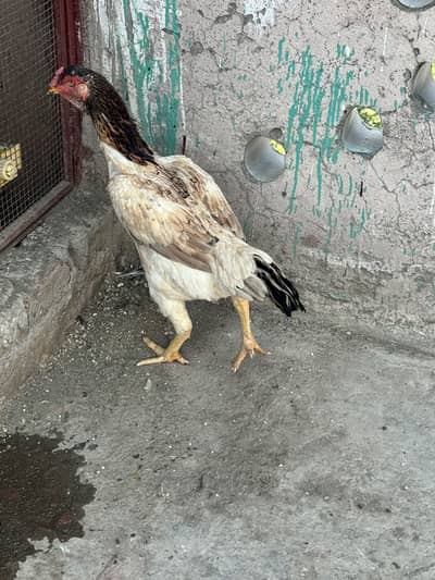 Shamoo breed murgi for sale
