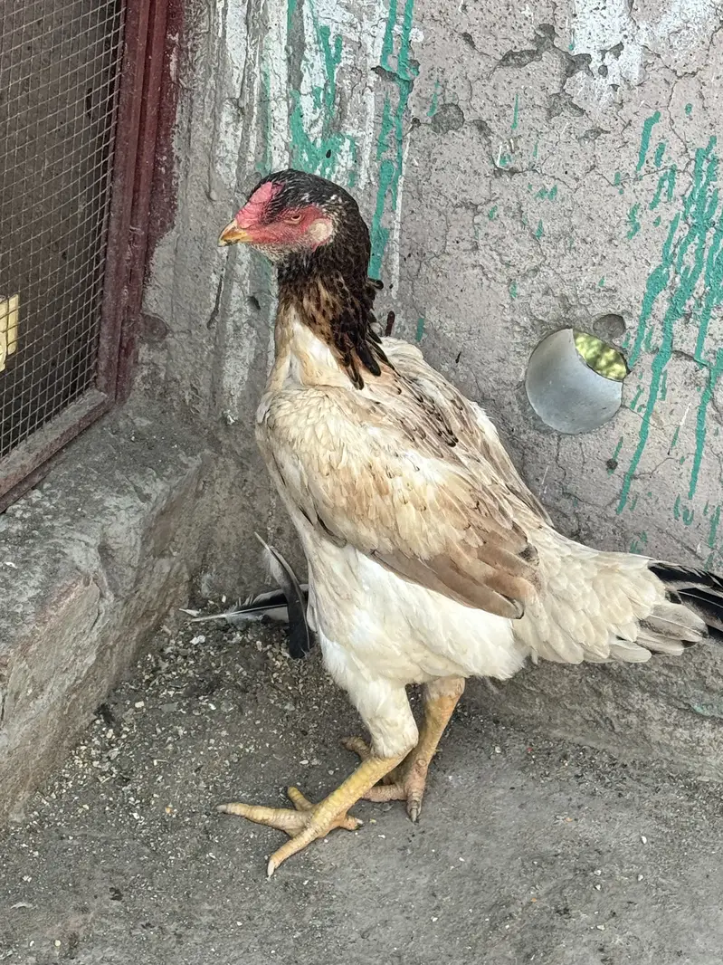 Shamoo breed murgi for sale — photo 2
