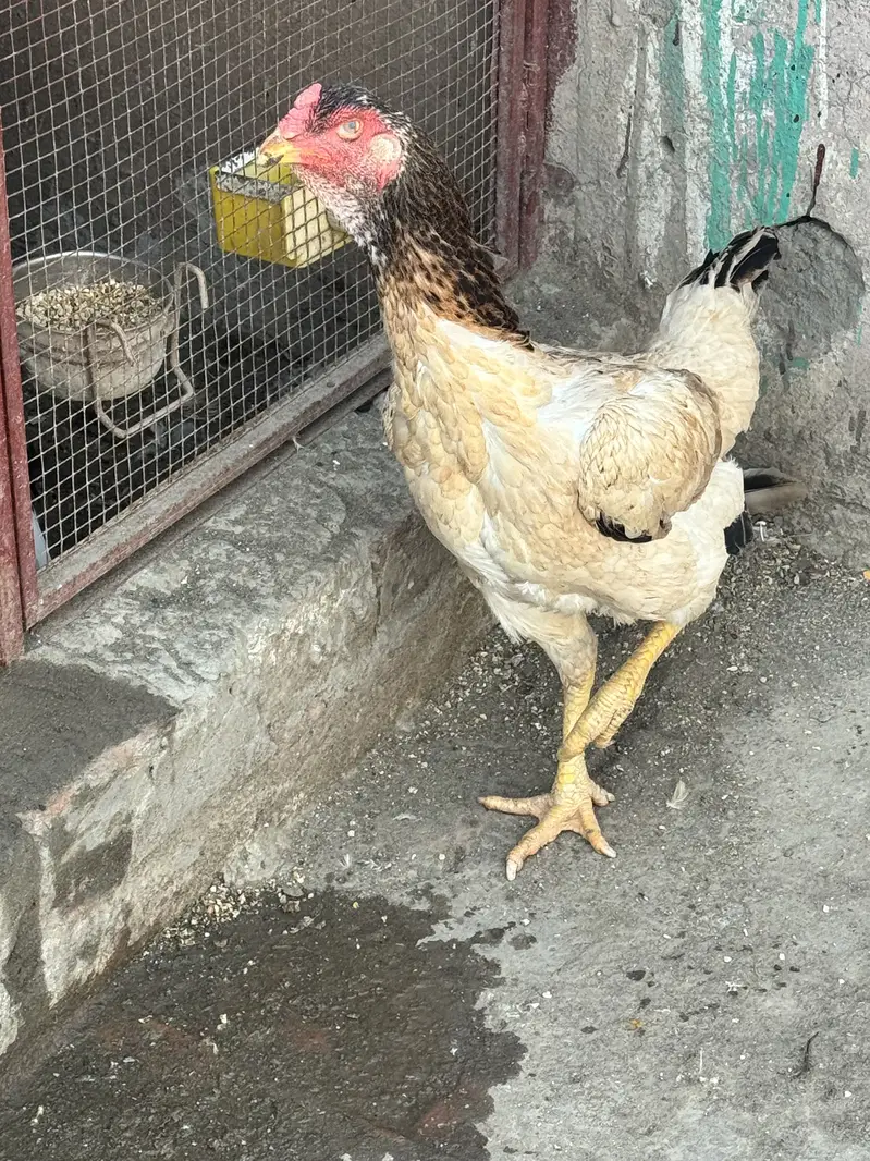 Shamoo breed murgi for sale — photo 3