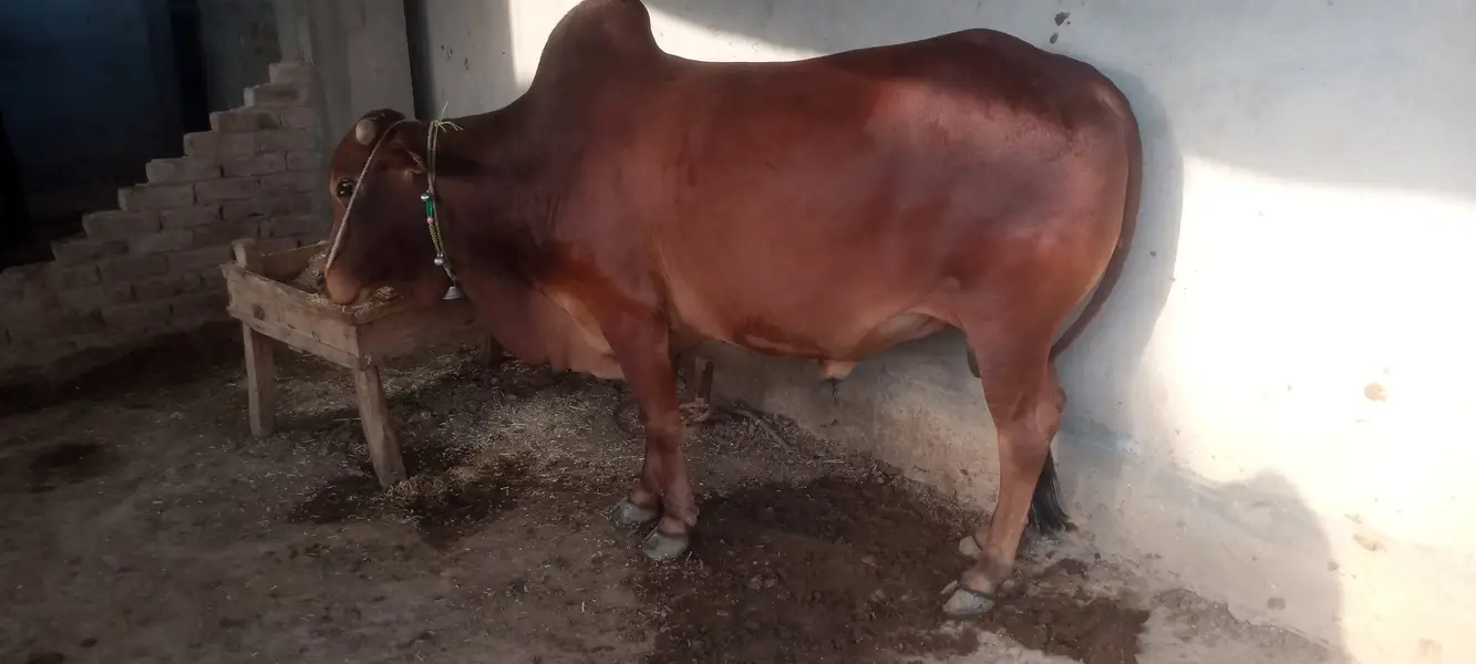 Bulls Palai Available