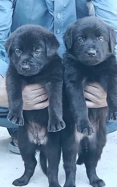 Black German Shepherd Pair | GSD | German Shepherd long coat pupy