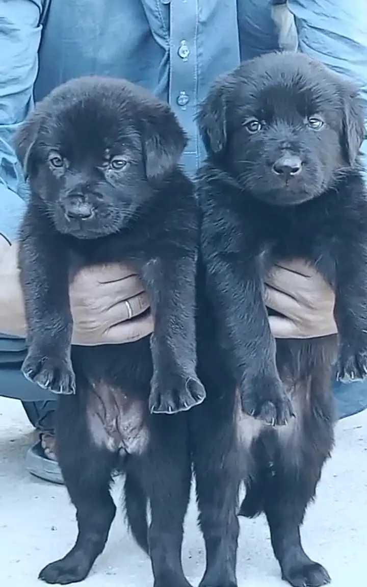Black German Shepherd Pair | GSD | German Shepherd long coat pupy