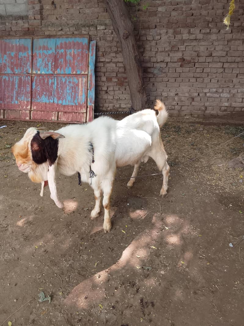 beetal goat 0