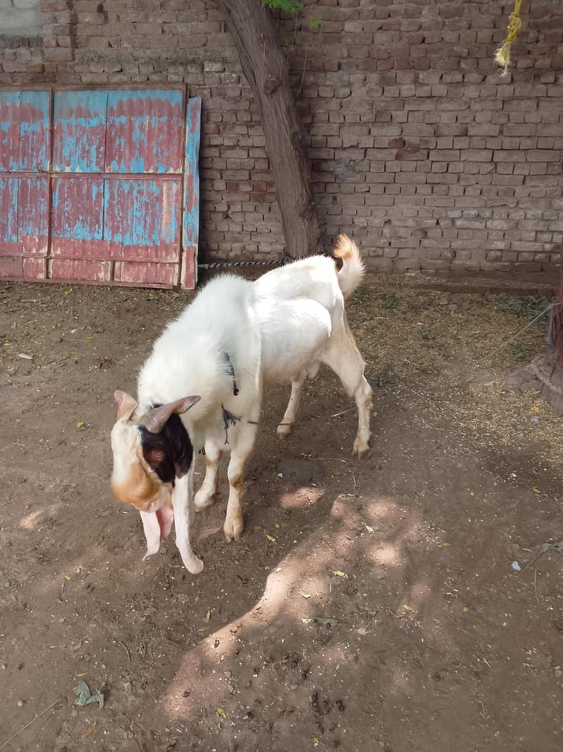 beetal goat 1