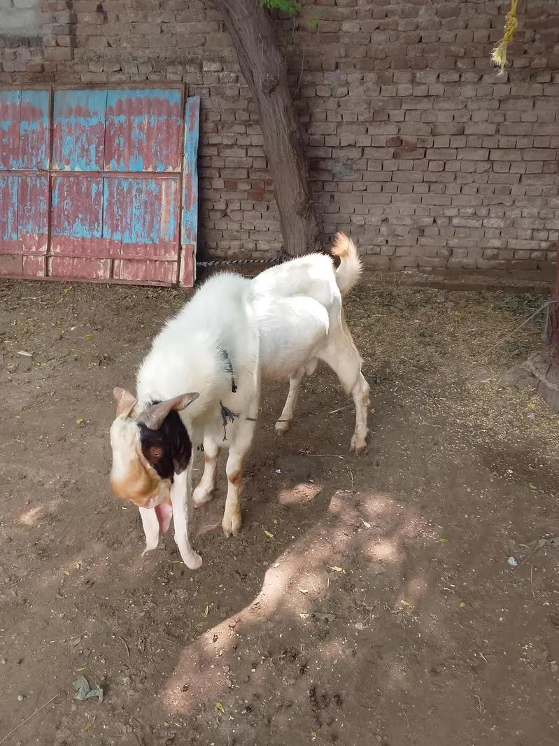 beetal goat — photo 2