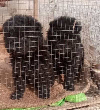Black German Shepherd Pair | GSD | German Shepherd long coat pupy