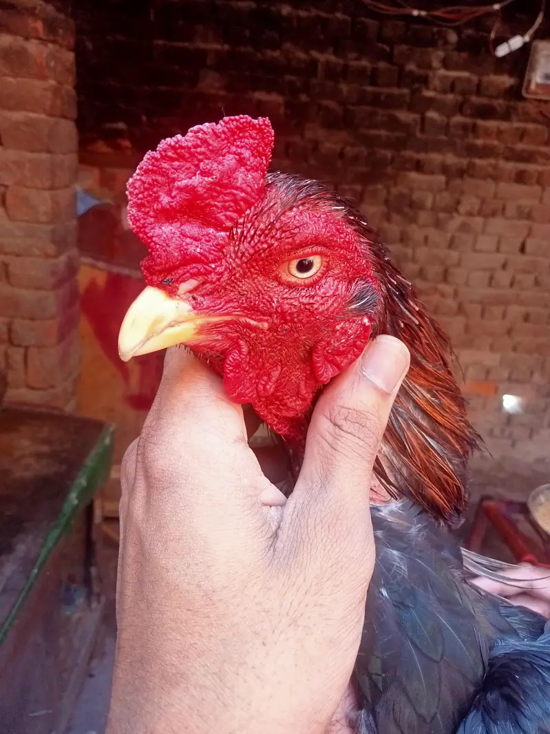 kurak Thai maadi or Meerathi aseel murga — photo 3