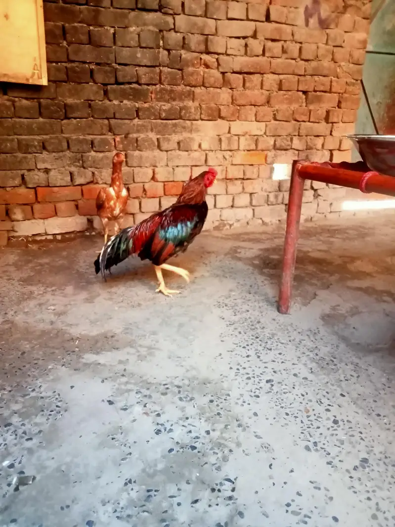 kurak Thai maadi or Meerathi aseel murga — photo 5