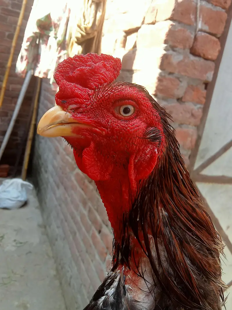 kurak Thai maadi or Meerathi aseel murga — photo 6