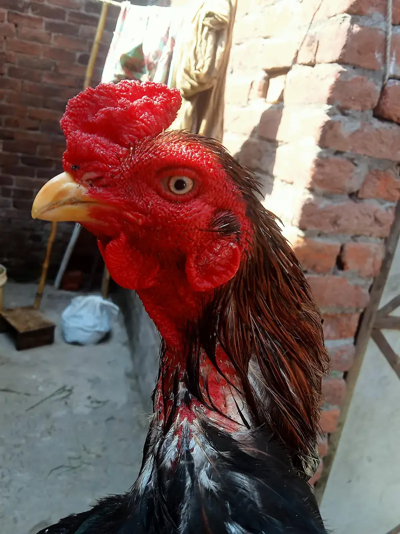 kurak Thai maadi or Meerathi aseel murga — photo 7