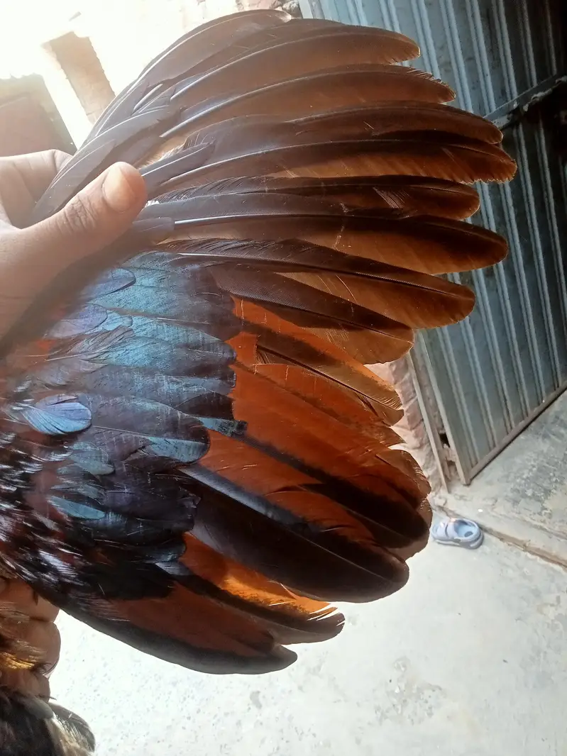 kurak Thai maadi or Meerathi aseel murga — photo 8