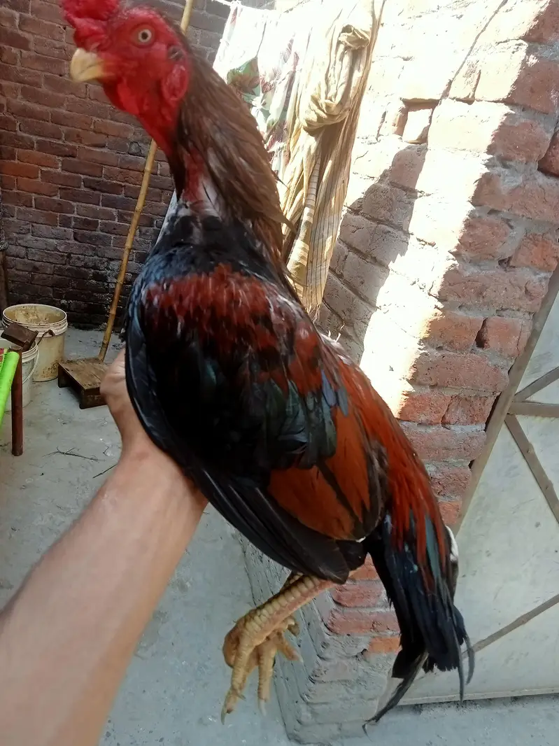 kurak Thai maadi or Meerathi aseel murga — photo 9