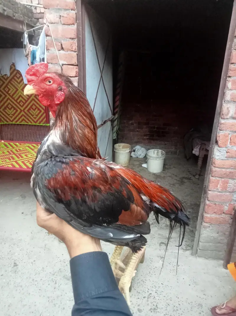 kurak Thai maadi or Meerathi aseel murga — photo 10
