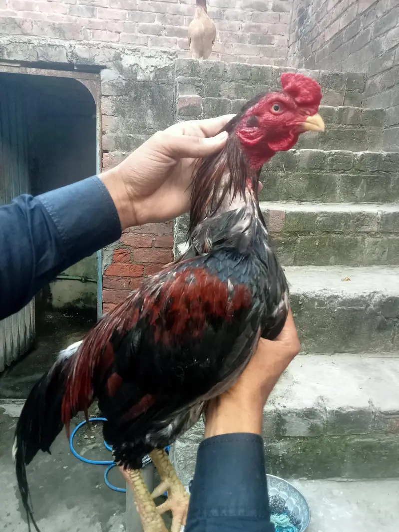 kurak Thai maadi or Meerathi aseel murga — photo 11
