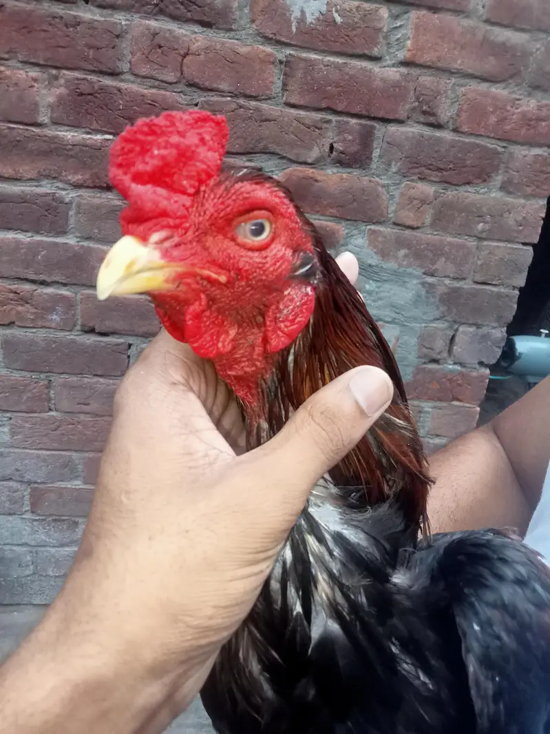kurak Thai maadi or Meerathi aseel murga — photo 12