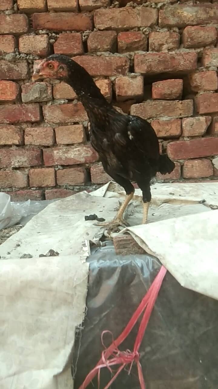 Burmi patha 1