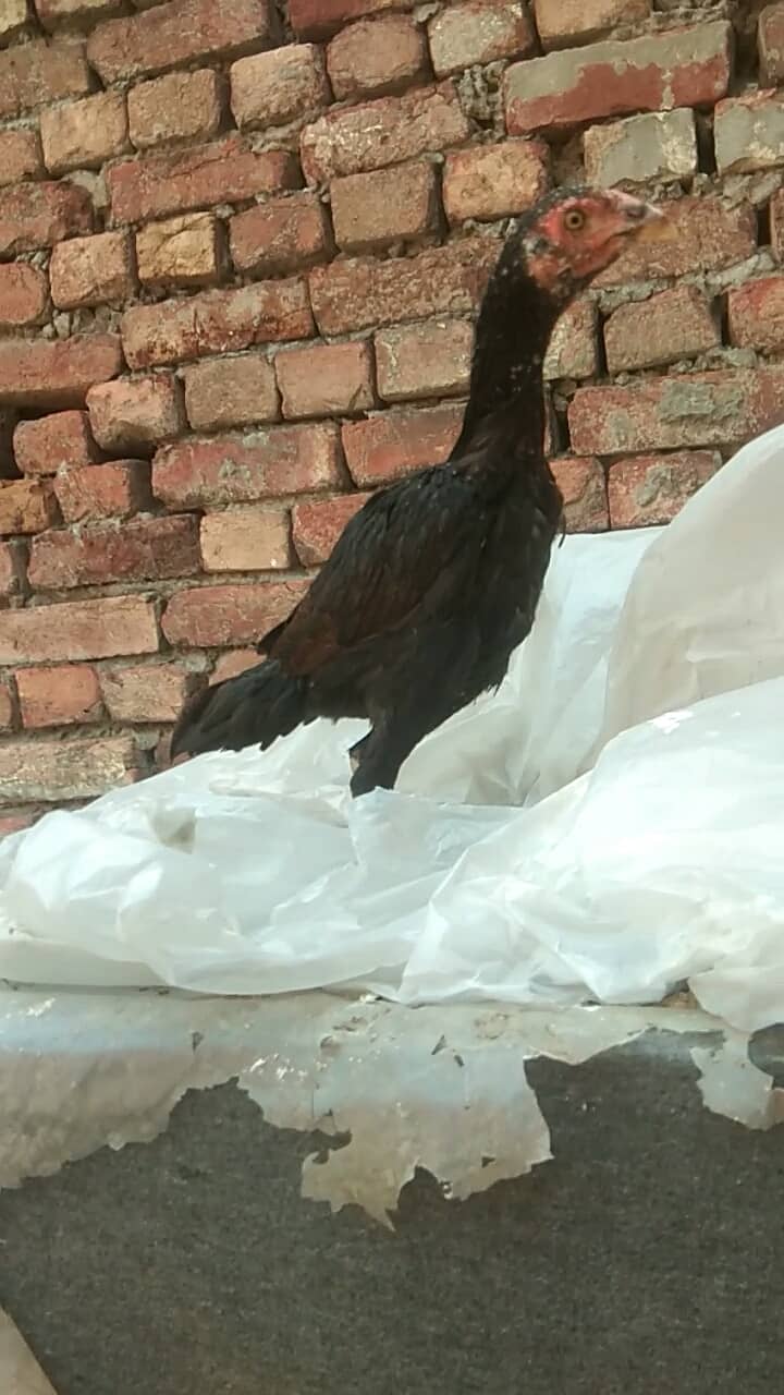 Burmi patha 2