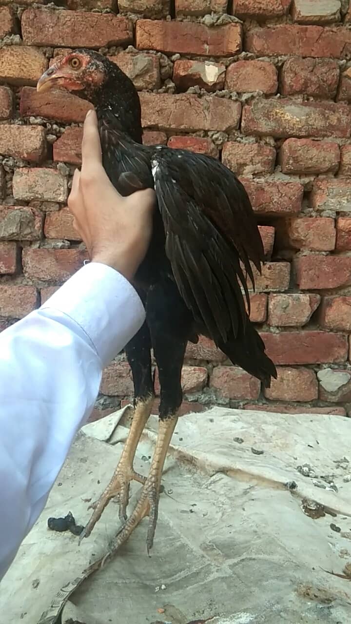 Burmi patha 3