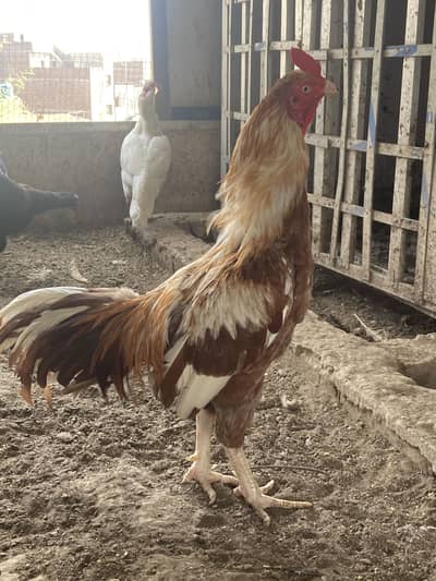 Sleeta