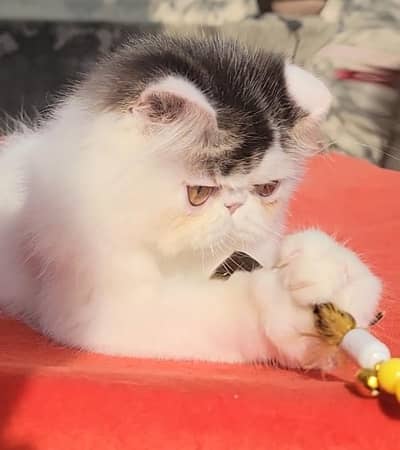 peke face kittens