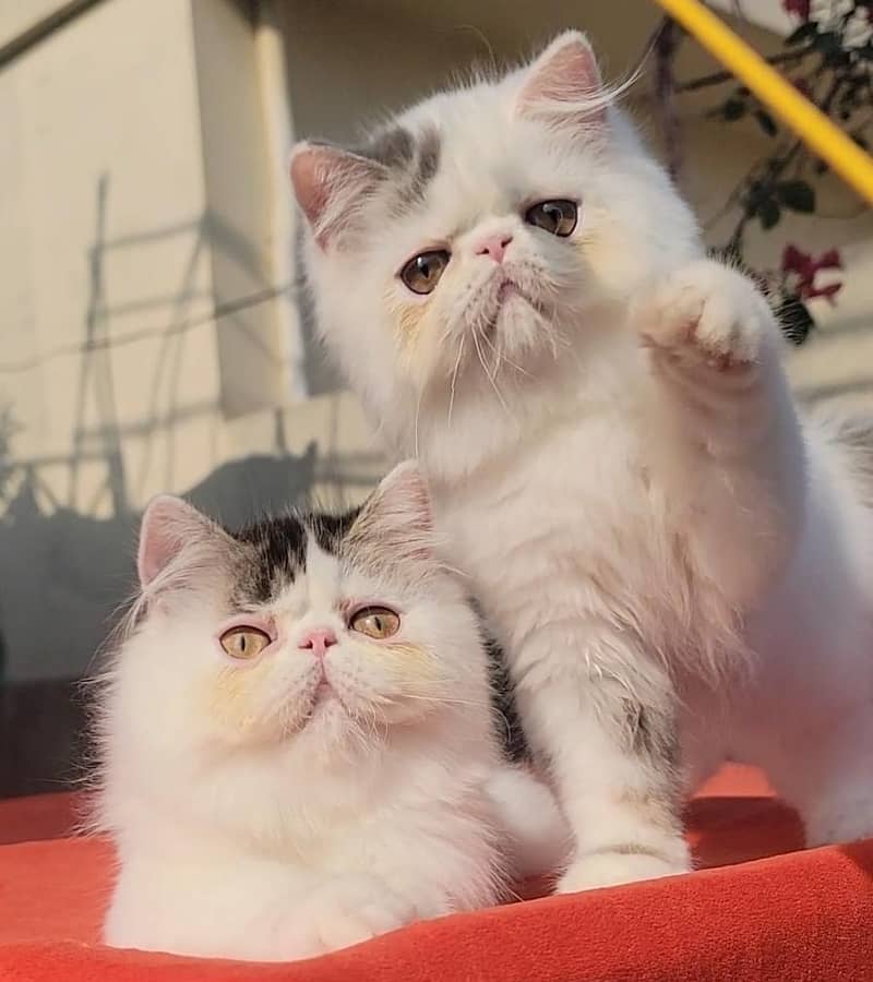 peke face kittens 1