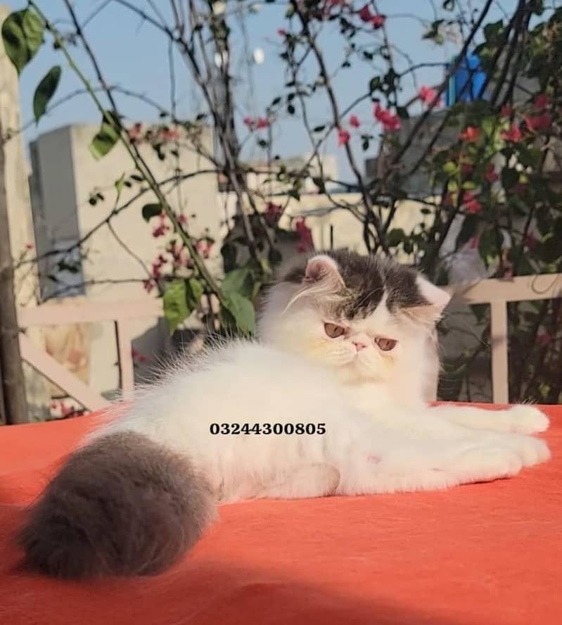 peke face kittens 2
